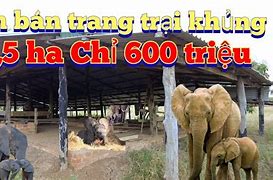 Bán Đất Trang Trại Lai Châu